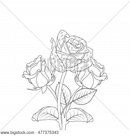 Rose Flower Hand Drawn Coloring Page With Decorative Style Line Art Vector Design