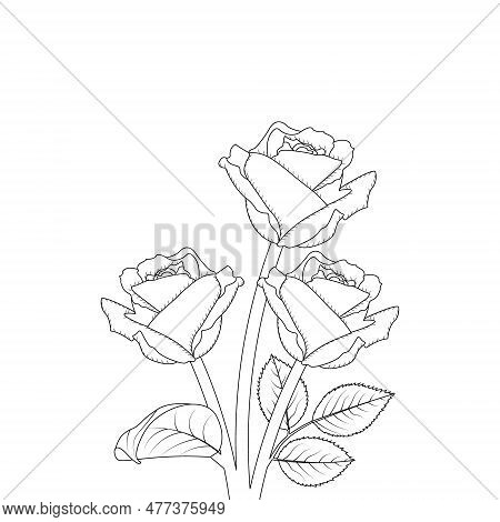 Rose Flower Hand Drawn Coloring Page With Decorative Style Line Art Vector Design