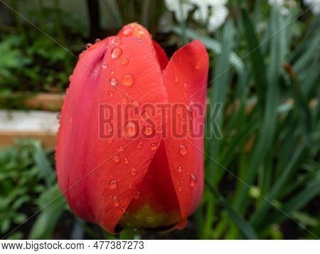 Close-up Shot Of A Single Red Orange Tulip Flower Covered With Waterd Droplets In Garden In Spring