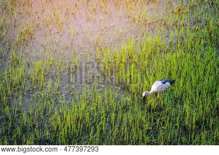 Beautiful White Stork (ciconia Ciconia) Hunting In Rice Field. Asian Openbill, Open-billed Stork, An
