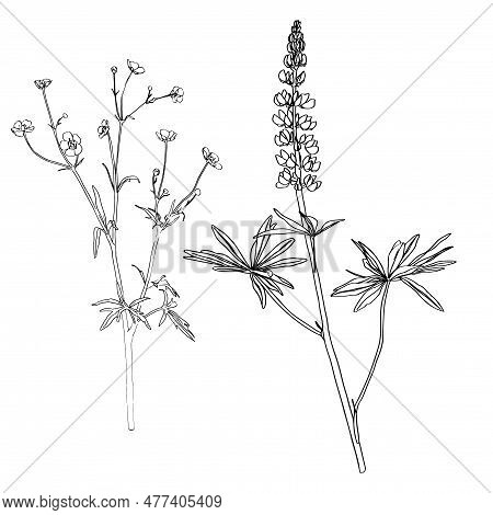 Sketch Floral Botany Collection. Lupine Flower Drawings. Buttercup, Paigle, Crowfoot, Ranunculus. Bl