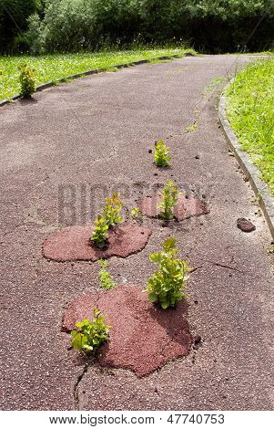 야채는 다시 그것의 권리