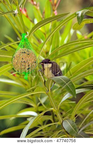 Tit ใกล้ลูกของไขมันและเมล็ดพันธุ์ยุโรปฝรั่งเศส