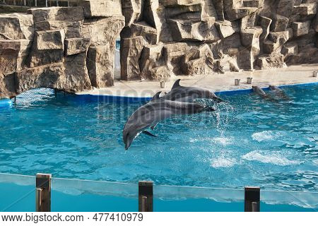 Dolphins Swimming In Pool At Marine Mammal Park