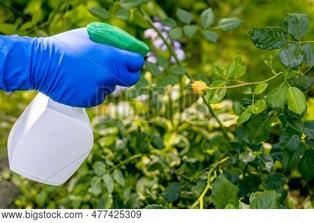Treatment In The Garden Of Young Shoots Of Roses From Aphids, Whiteflies And Insect Pests