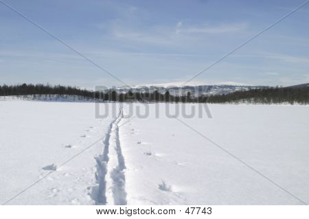 Ski Trail