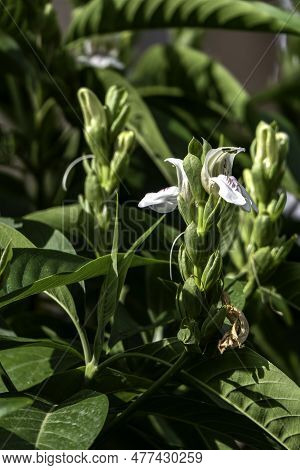 White Flowers Of Malabar Nut Or Justicia Adhatoda Or Adulsa Or Vasa Or Vasaka Tree