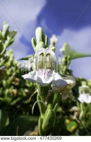 White Flowers Of Malabar Nut Or Justicia Adhatoda Or Adulsa Or Vasa Or Vasaka Tree