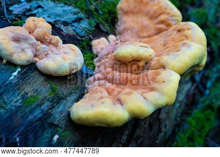 A Tinder Fungus Grows On A Fallen Tree Trunk. Yellow Beautiful Tinder Fungus On A Tree Trunk In The 