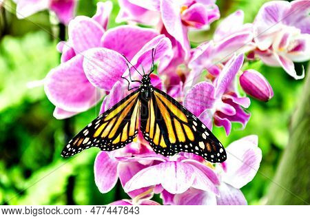 Beautiful Monarch Butterfly Danaus Plexippus On Green Leaves In The Garden. Lepidopteron