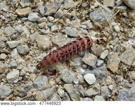 Close Up Of A Red-winged Sallow Caterpillar (xystopeplus Rufago) Crawling On A Gravel Path