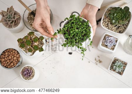 Woman Holding Potted Senecio Rowley House Plant In White Ceramic Pot