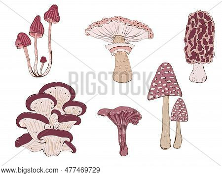 Set Of Mushrooms Illustrations. Hand Drawing Illustration In Cartoon Style Isolated On White.