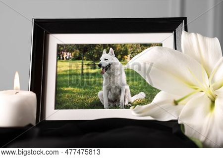 Frame With Picture Of Dog, Burning Candle And Lily Flower On Black Cloth, Closeup. Pet Funeral