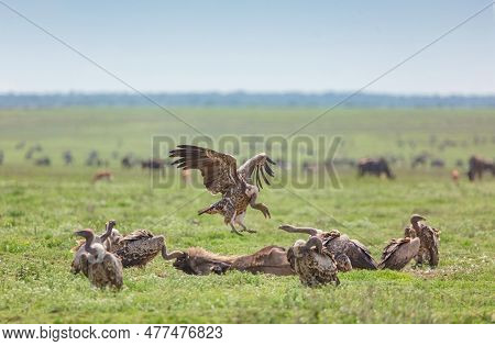 Scavenging Vultures Over A Wildebeest Carcass In The Serengeti National Park. Tanzania
