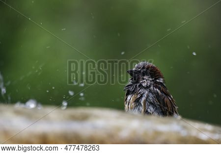 The House Sparrow Bathes In The Fountain In Summer. Abnormal Heat.