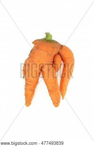 Twisted And Deformed Ugly Carrot Vegetable On White Background. Caused By Over Watering, Too Rich So