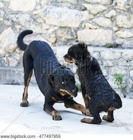 Puppy Rottweiler And Beauceron Near Swimming Pool In Summer