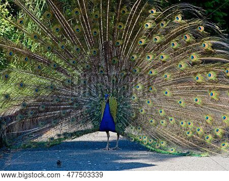 Male Peacock Opens Colorful Tail During Courting Ritual