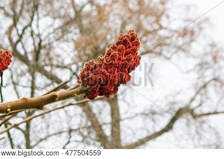 A Tree Branch With Green Leaves And The Word Maple On It. High Quality Photo