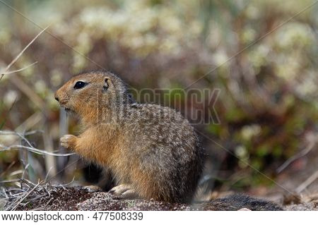 Ground Squirrel, Also Known As Richardson Ground Squirrel Or Siksik In Inuktitut Scavenging On Arcti