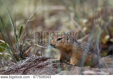 Ground Squirrel, Also Known As Richardson Ground Squirrel Or Siksik In Inuktitut Found Hiding In Arc