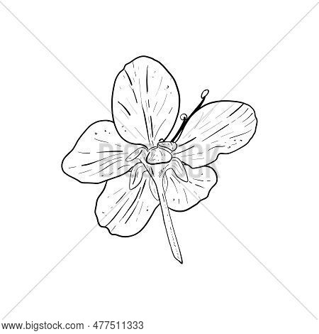 Vector Illustration Of Down Side View On Flower Of Cherry, Sakura, Apple, Plum, Wild Cherry Plum, Bi
