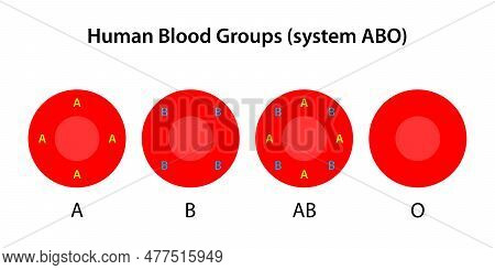 Human Blood Groups, Abo System. Antigens A And B On Red Blood Cells.
