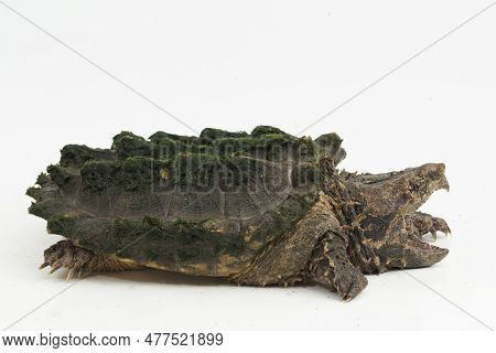 The Alligator Snapping Turtle (macrochelys Temminckii) Isolated On White Background