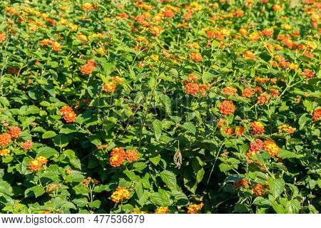 Beautiful Flowers Of Lantana Camara (common Lantana) Plant