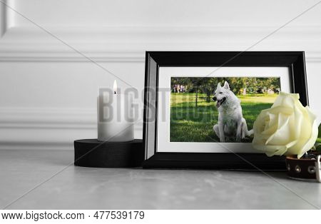 Frame With Picture Of Dog, Collar, Burning Candle And Rose Flower On Light Grey Table. Pet Funeral