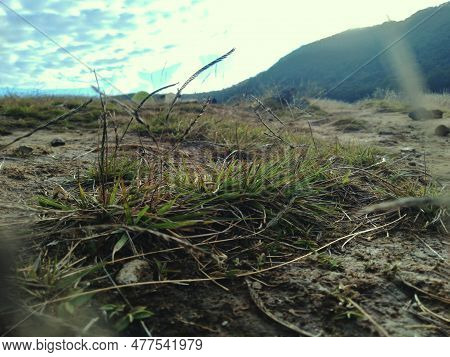 Green Grass Scenery In The Savanna Of Mount Gede Pangrango