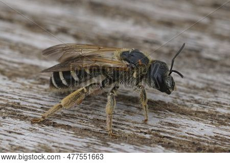 Detailed Dorsal Close Up On A Female Giant Furrow Bee, Halictus Quadrincinctus, With Orange Triangul