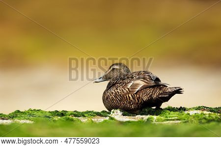 Close-up Of A Common Eider On The Coastal Area In Noss, Shetland Islands.