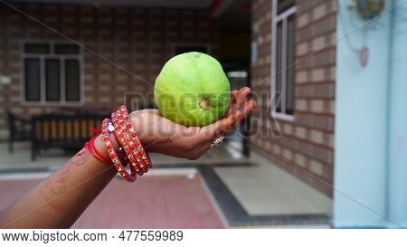 Female Holding Fresh Guava Fruit Of Light Green Color And Big Size Crunchy Guava Single. Farm Fresh 