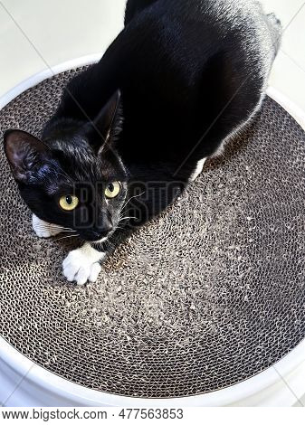 Cute Black Furry Cat Lying On Cardboard Scratch Board And Staring At Something.