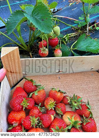 Wicker Basket With Strawberries, Strawberry Harvest, Natural Fruit From The Home Garden, Juicy Straw