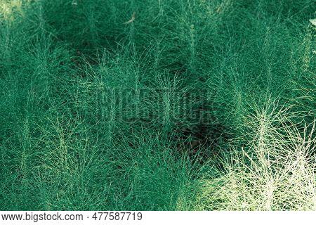 Closeup Equisetum Telmateia Known As Great Horsetail With Blurred Background In Forest.