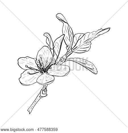 Vector Illustration Of Blooming Branch Of Cherry, Sakura, Apple, Plum, Wild Cherry Plum, Bird Cherry