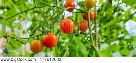 Red And Green Tomatoes Growing On The Branches - Cultivated In The Garden.tomato Plant Growing In Gr