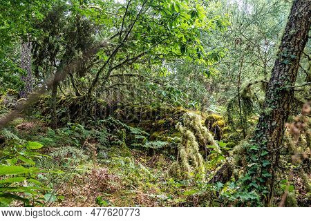 Beautiful Hike Through The Canyon Del Sil At Parada De Sil In Galicia, Spain, Europe
