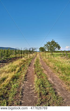 Countryside Path Dirt Road Along Grape Plantation In Summer