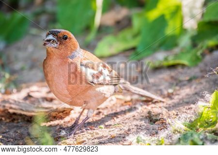 Common Chaffinch, Fringilla Coelebs, Sits On The Ground In Spring. Common Chaffinch In Wildlife.