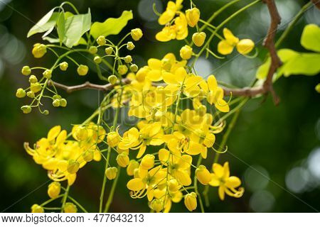 Beautiful Cassia Fistula Golden Shower Flowers Blooming On The Tree In Taiwan.