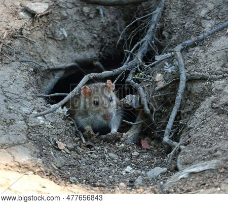 A Wild Rat Crawls Out Of A Hole In The Ground Under The Roots Of A Tree