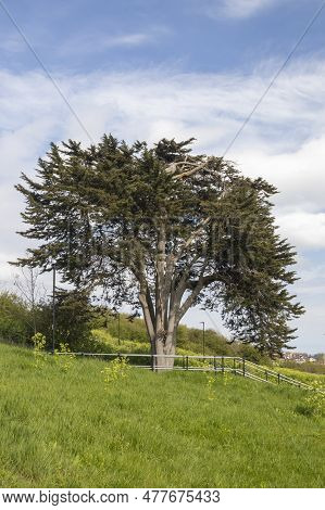 Conifer Tree On Belton Hills, Leigh-on-sea, Essex, England, United Kingdom