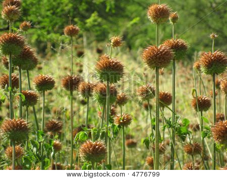Spikey rostliny