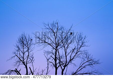 The Sunset Doing Chang The Many Sky Color And Have Seluate Tree.