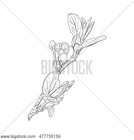 Vector Illustration Of Blooming-ready Branch Of Cherry, Sakura, Apple, Plum, Wild Cherry Plum, Bird 