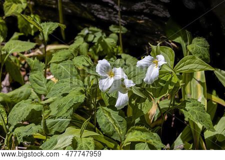 Large White Trillium (trillium Grandiflorum) Is One Of The Most Well-known Woodland Spring Flowers I